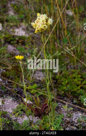 Helichrysum arenarium, dwarf everlast, immortelle yellow flowers closeup. Stock Photo