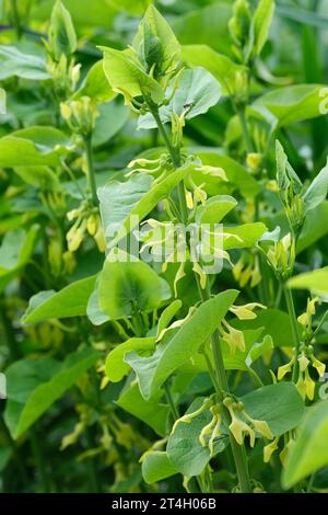 Aristolochia clematitis, Birthwort Aristolochiaceae, heart shaped leaves, yellow flowers in early summer. Stock Photo