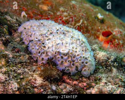 Elysia crispata, common name the lettuce sea slug or lettuce slug, is a large and colorful species of sea slug, a marine gastropod mollusk. Stock Photo