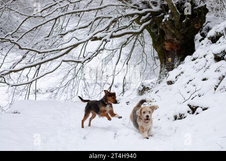 two dogs, senior beagle and junior bodeguero, running and playing very happy in the forest under a snowy beech tree in an idyllic winter landscape. Ho Stock Photo