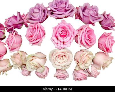 Group of roses isolated on white background Stock Photo