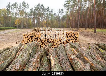 Thousands of logs stacked after the storm that destroyed the woods. Pile of wooden logs, big trunks of tall trees cut and stacked. Stack of cut pine t Stock Photo