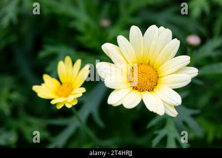 Yellow Marguerite Daisy flowers Stock Photo