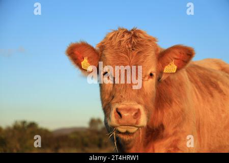 Portrait of charolais breed bullock with grass in mouth on farmland in rural Ireland Stock Photo