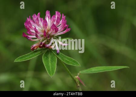 Zigzag clover (Trifolium medium) Stock Photo