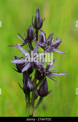 Felwort, star swertia (Swertia perennis) Stock Photo