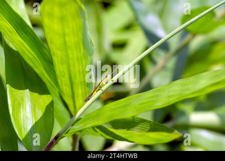 Young bamboo plant, Bambusa sp., in the nursery for natural background. Shallow focus. Stock Photo