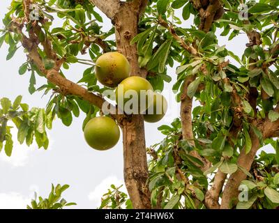 Buah Maja, Aegle marmelos or indian bael fruit, golden apple, Japanese bitter orange on the tree. Stock Photo