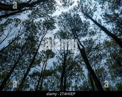 Pinus merkusii canopy, the Merkus pine or Sumatran pine tree in the forest, natural background. Stock Photo