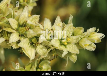 European white-hellebore (Veratrum album), detail Stock Photo