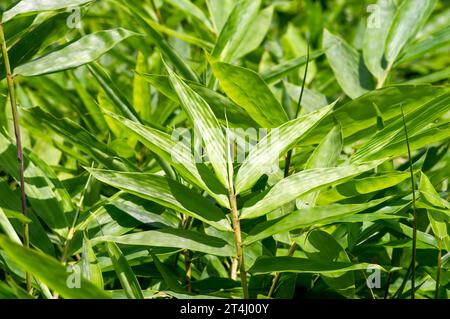 Young bamboo plant, Bambusa sp., in the nursery for natural background. Shallow focus. Stock Photo