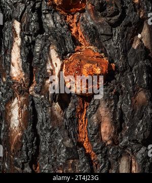 Bark with orange resin of native Canarian pine trees (Pinus canariensis) which were burnt in a forest fire and are now recovering, Chinyero, Tenerife Stock Photo