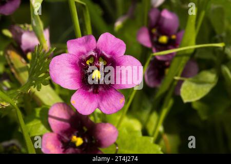 Cape Twinspur (Diascia capensis) vibrant purple to maroon wildflowers growing outdoors Stock Photo