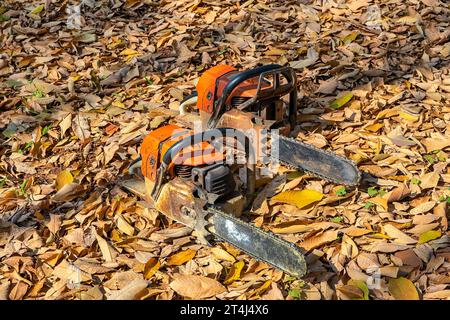 Chainsaw in motion. Hard wood working in forest. Sawdust fly around. Firewood processing. Stock Photo