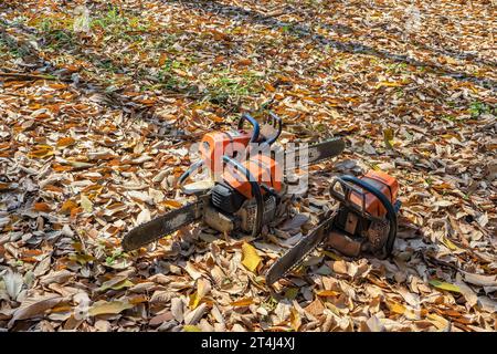 Chainsaw in motion. Hard wood working in forest. Sawdust fly around. Firewood processing. Stock Photo
