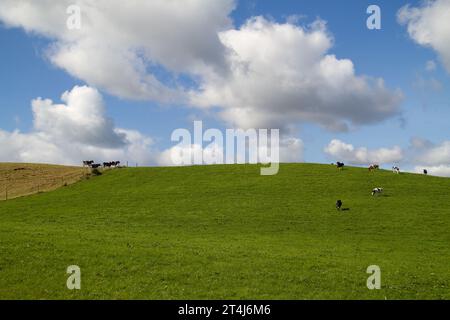 Black and white cows on a hilly meadow under a blue sky with clouds Stock Photo