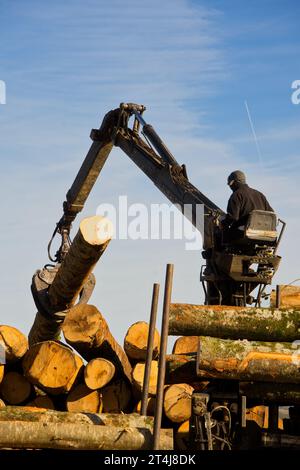 Man working outdoors in the transportation of wooden logs. Stock Photo
