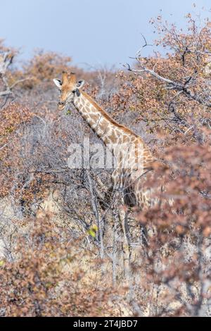 A group of Angolan Giraffes -Giraffa giraffa angolensis- grazing in the bushes of Etosha national park, Namibia. Stock Photo