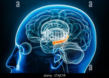 Hippocampus x-ray profile close-up view 3D rendering illustration with body contours. Human brain and limbic system anatomy, medical, biology, science Stock Photo