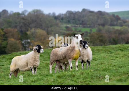 Swaledale and bluefaced leicester sheep in a Farm in Hawes Yorkshire ...