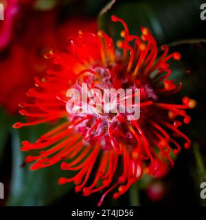 close-up of an exotic flower Stock Photo