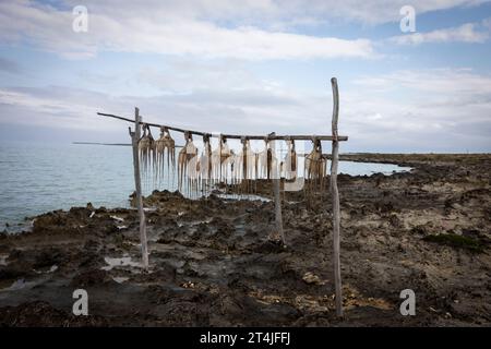 Octopus caught by fishermen hung outside to air dry Stock Photo - Alamy