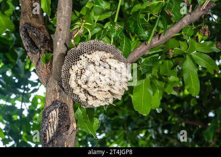Wasp's nest or hexagonal decorative design on tree. Stock Photo