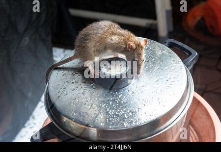 Hamburg, Germany. 25th Oct, 2023. A rat is sitting on a cooking pot, which is placed on a terrace. The rat belongs to the order of rodents (Rodentia) and the family of mice (Muridae). Credit: Markus Scholz/dpa/Alamy Live News Stock Photo