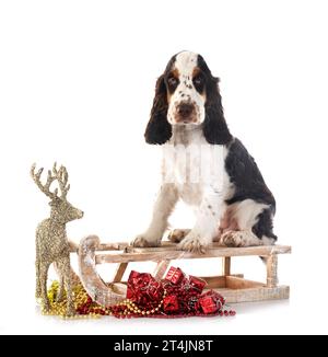 English Cocker Spaniel in front of white background Stock Photo