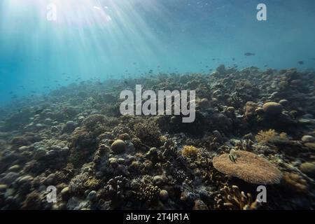 Sunbeams shine down on a beautiful hard coral landscape of a tropical coral reef Stock Photo