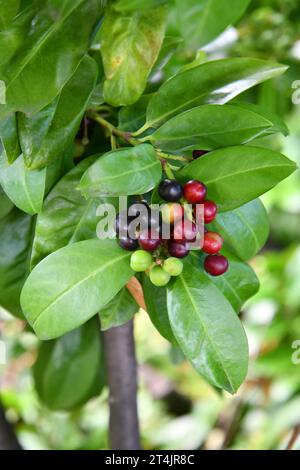 Bay cherry with green, red and black fruits Stock Photo