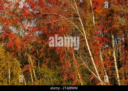 Typical autumn landscape in Trebonsko region in Southern Bohemia, Czech Republic Stock Photo