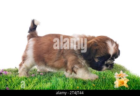 puppy shih tzu in front of white background Stock Photo