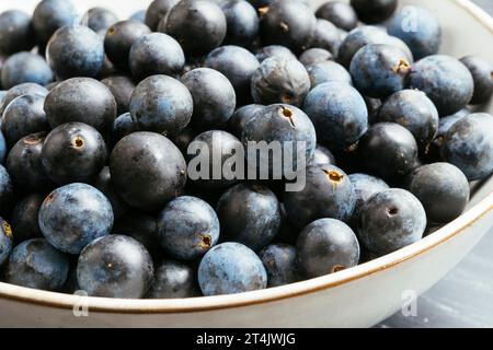 Bowl with freshly harvested sloe (prunus spinosa) berries. Stock Photo