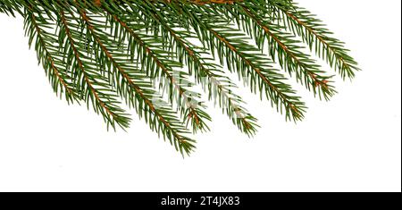 Fir tree branch with cone isolated on white. Pine branch. Christmas decoration. Stock Photo