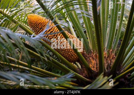 male cone of the Cycas circinalis, also known as the queen sago, University of Warsaw Botanical Garden, Warsaw, Poland Stock Photo