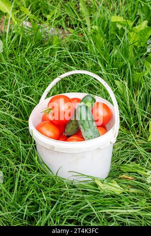Small bucket with tomatoes and cucumbers on grass close up Stock Photo
