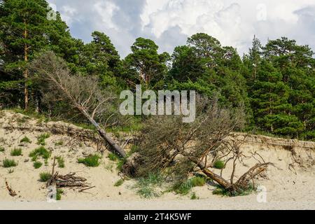 Pine trees felled by erosion on the sandy coast of the Baltic Sea, ecological problem, uprooted trees lying on sand, landslide Stock Photo