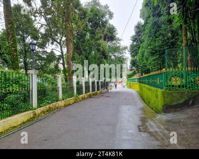 fog covered street with green trees at mall road in Indian hill stations like darjeeling, shimla, manali, kullu, Mcleodganj Stock Photo