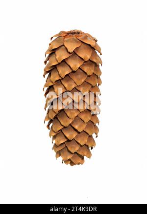 Cone  of European spruce (Picea abies) isolated on a white background. Cone of fir (pine) Stock Photo