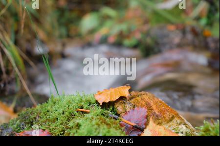 Multi-colored autumn leaves on a stone covered with moss, selective focus, a forest river in the background, admiring autumn nature and traveling to f Stock Photo