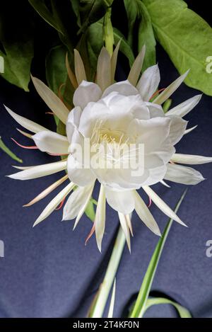 series of Flower of Pitaya (Dragon Fruit)  , Pitaya flower blooming Stock Photo
