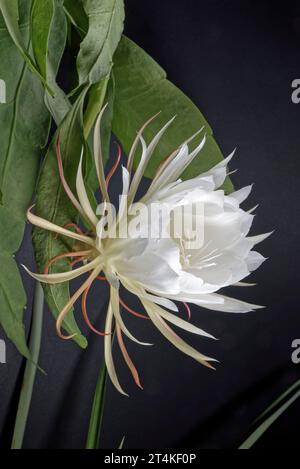 series of Flower of Pitaya (Dragon Fruit)  , Pitaya flower blooming Stock Photo