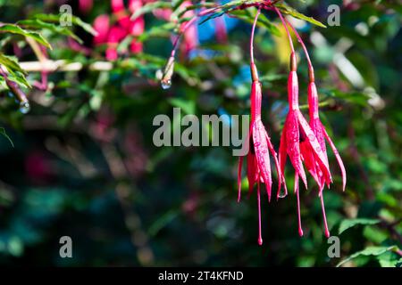 Fuchsia magellanica flowers. Stock Photo