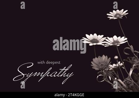 Sympathy card with white marguerite daisies isolated on black Stock Photo