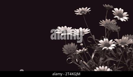 Sympathy card with marguerite daisies isolated on black background with copy space Stock Photo