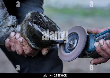 Farrier cleaning and brushing horse hoof with rotary grinder tool before installing new horseshoe, closeup detail. Stock Photo