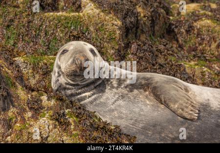 Grey seal sunbathing on the rocks on the Farne Islands Stock Photo
