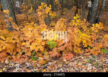 Autumn landscape. Yellow leaves of a young oak tree. Fallen leaves, a sunny fall day in the city park. Stock Photo