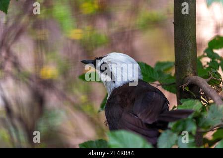 eautiful white-crested laughingthrush (Garrulax leucolophus) spotted outdoors in Southeast Asia. Medium-sized thrush with a white crest, black and whi Stock Photo